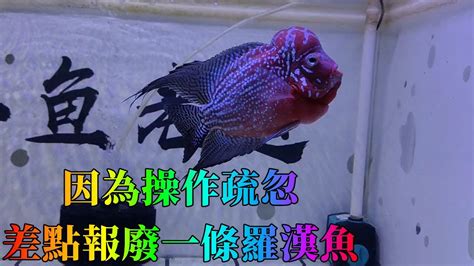 羅漢魚水溫|羅漢魚溫度多少度合適，如何控制水溫